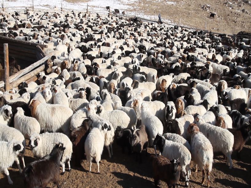 ХХАХҮЯ: Малчид компани хоорондоо тохирч 40 мянгаар хонь арилжсан тохиолдол гарсан
