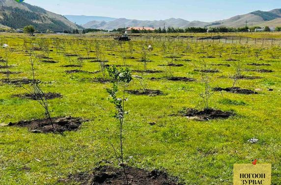  Бэрх төгөл орчмын 10 га талбайд ойн зурвас байгууллаа