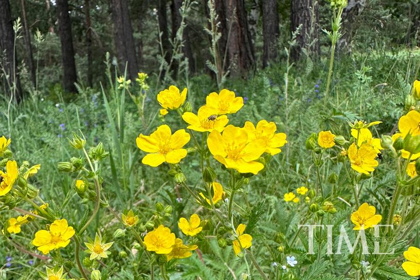 Тамсагбулагт хээрийн түймэр гарчээ